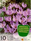 Crocusspeciosus_4b2bdfb0735b9