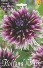 Dahlia_Cactus_AL_5333124ac55ca