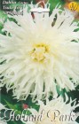 Dahlia_Cactus_TS_5333135b3a9b7