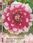 Dahlia_Decorativ_5333145333e03