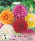 Dahlia_Decorativ_5333154a6d3bd