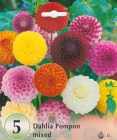 Dahlia_Pompon_MI_533315b2e584e