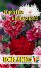 Dianthus_chinens_4b3147eaebe17