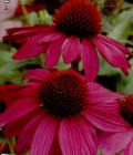 Echinacea_purpur_4de95f1025583