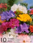 Freesia_double_m_4f89680780794