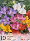 Freesia_single_m_4f8971ebc74ea