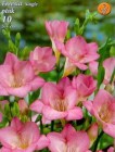 Freesia_single_p_4f8970a5c98b9