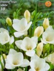 Freesia_single_w_4f89706ef313f