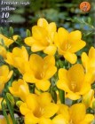 Freesia_single_y_4f8970c37b727