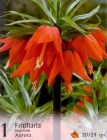 Fritillaria_impe_57e28774e2848