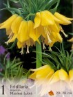 Fritillaria_impe_57e28a1a5e386