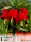 Fritillaria_impe_57e28b020d5f6