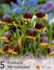 Fritillaria_mich_57e28c0ddd3bd