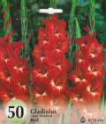 Gladiolus_Large__53331737e286a