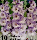 Gladiolus__Blue__4de95f35f27f5