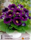 Gloxiniaviolacea_4b2bdbc21b2ad