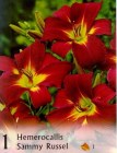 Hemerocallis_4b2bdbc63f3f9