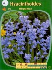 HyacinthoidesBlu_4b2be08807070