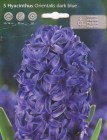 Hyacinthus_Orien_506f3fb8e2cba