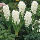 Hyacinthus__CARN_54c7b0778772d