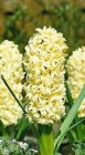 Hyacinthus__CITY_54cb3b6d44d5c