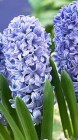 Hyacinthus__Delf_54cb3bbac7c75