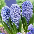 Hyacinthus__Delf_58188f7b7cd7b