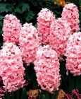 Hyacinthus__Fond_58188c37cafd1