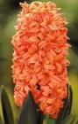 Hyacinthus__Gips_54cb3f39a6e95