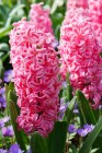 Hyacinthus__Pink_54cb4124a8844