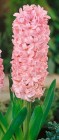 Hyacinthus__Pink_54cb421f08690
