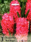 Hyacinthus__RED__5053367230725