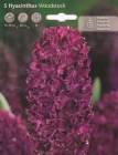 Hyacinthus__WOOD_506f41991ec69