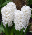 Hyacinthus__Whit_58188d6380c18