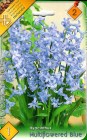 Hyacinthus____Mu_59e0b6cd25c81