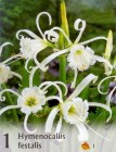 Hymenocallis_4b2bdbc91178e