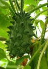 KIWANO_58d3d5135cc92