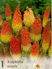 Kniphofia_4b2bdbceab4e2