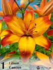 Lilium__CANCUN__52f8fd6533958