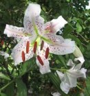 Lilium__Extravag_56e15b2e0c6b2