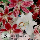 Lilium__Oriental_4de95f82396b6