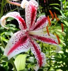 Lilium__Oriental_56e15e102f368