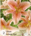 Lilium__Salmon_S_4fa521ebecd2e