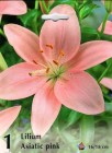 Lilium_asiatic___5051ef3329a41