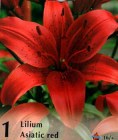 Lilium_asiatic___5051f16087f39