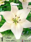 Lilium_asiatic___5051f40766abf