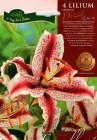 Lilium_oriental__5054541a10f4c