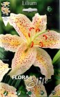 Lilium_oriental__505454c65b1f3