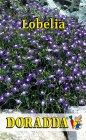 Lobelia_52ed162da8d80