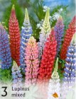 Lupinus_4b2bdbd018c3d